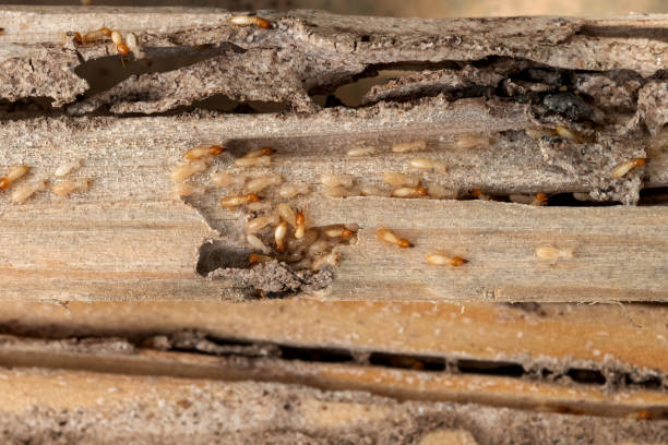 Best Pest Control Near Me  in Tillamook, OR